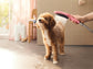 Hansgrohe Triple Jet Handheld Dog Shower in Pink (26640560)